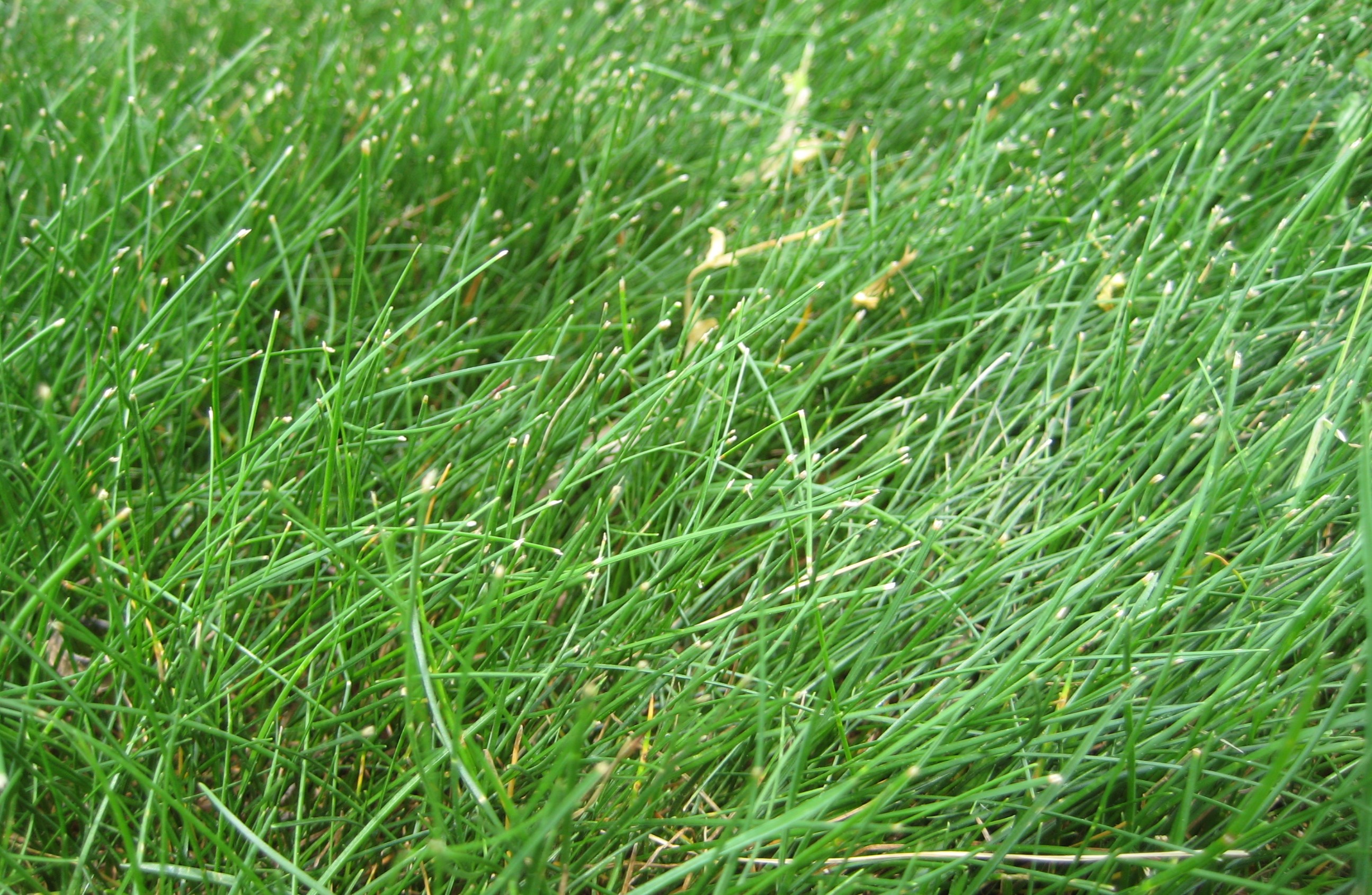 What Factors Influence Consumer Adoption Of Low Input Turfgrasses